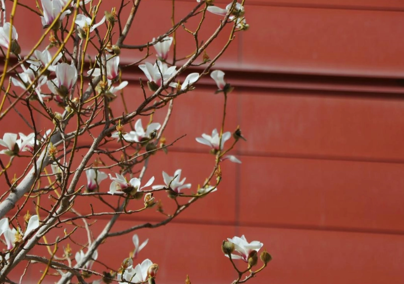 玉蘭花 澆水 方法