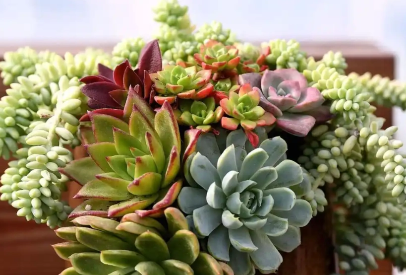 多肉植物象征意义 多肉植物象征意义