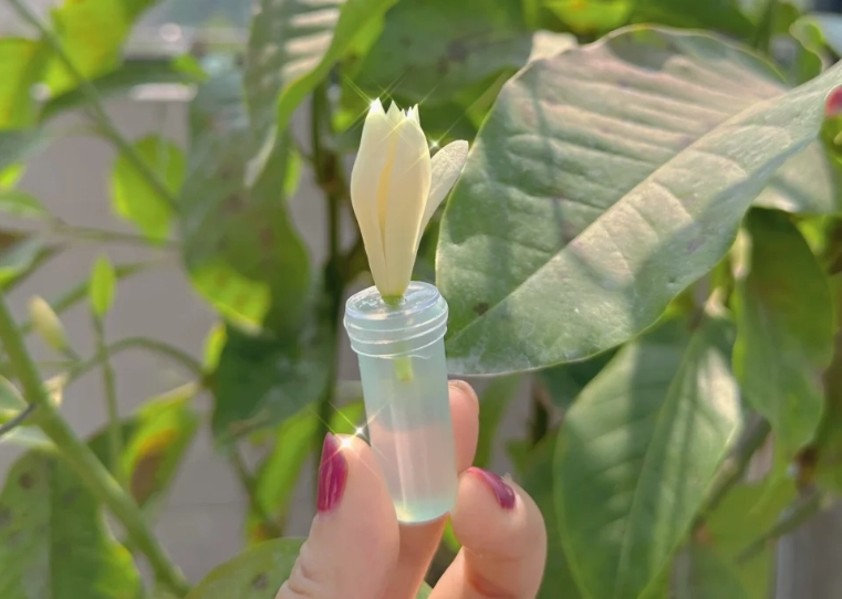 玉蘭花延長花期