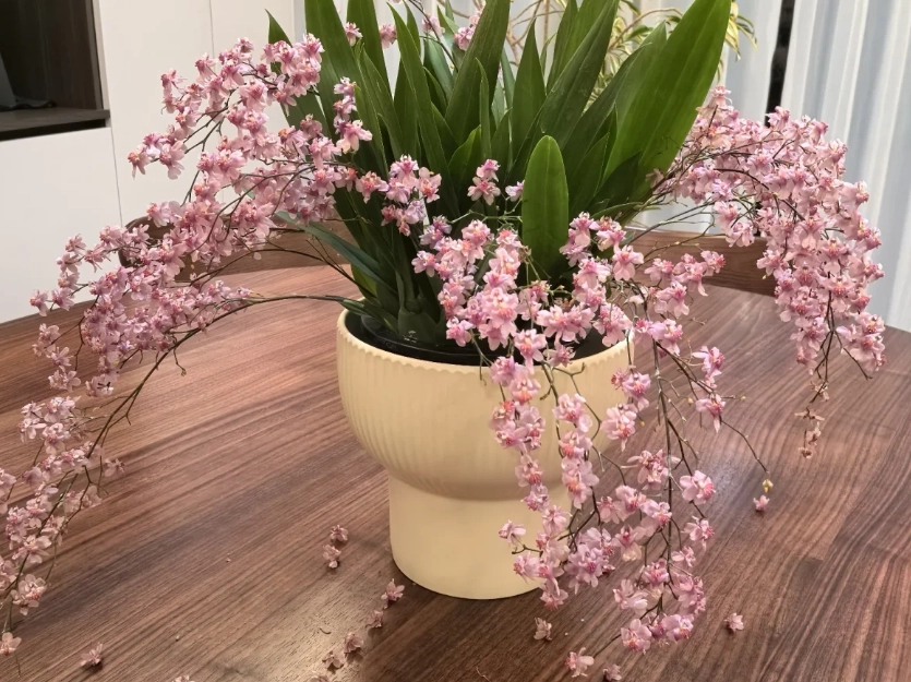 蘭花掉葉子 蘭花掉葉子