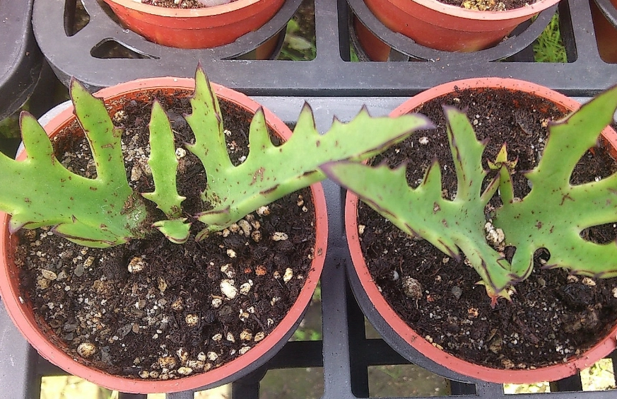 鹿角景天 種植 鹿角景天 種植