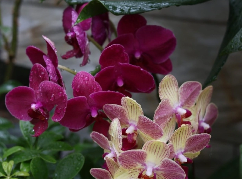 蝴蝶蘭淋雨處理