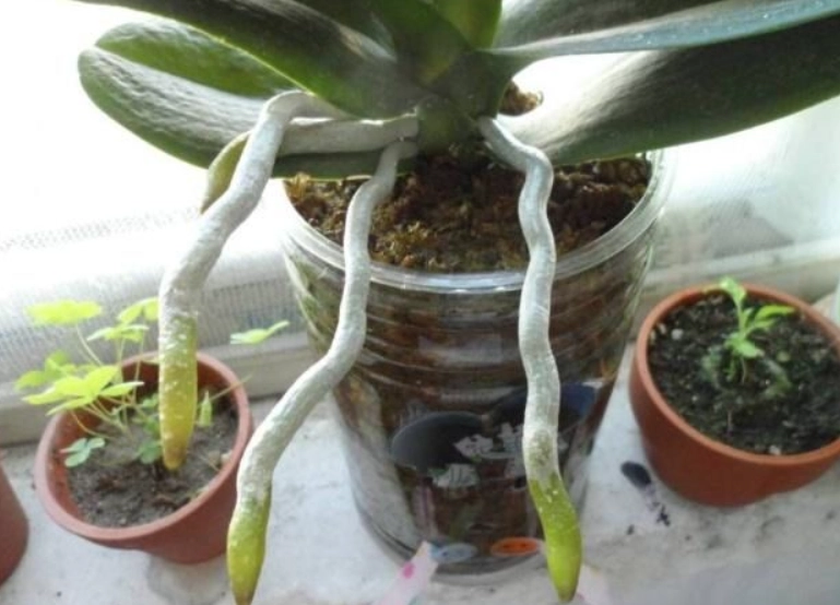 蘭花養護技巧 蘭花養護技巧