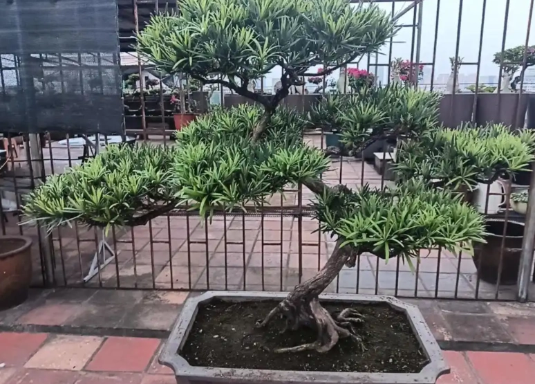 盆栽羅漢松技巧