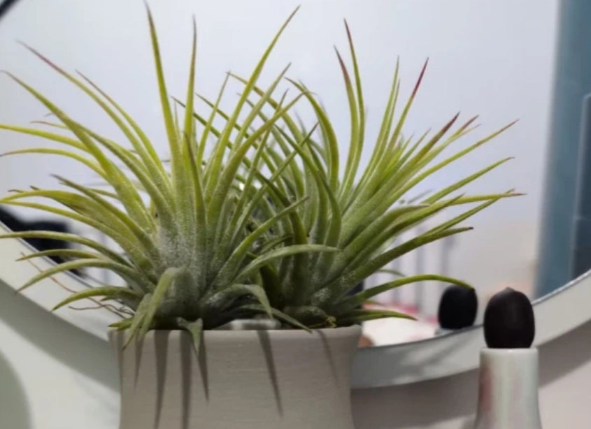 辦公室植物推薦 辦公室植物推薦