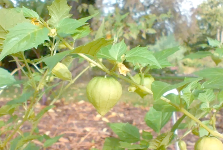 燈籠果種植方法 燈籠果種植方法