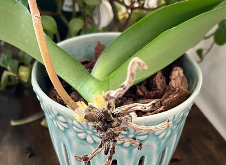 蝴蝶蘭修剪方法 蝴蝶蘭修剪方法