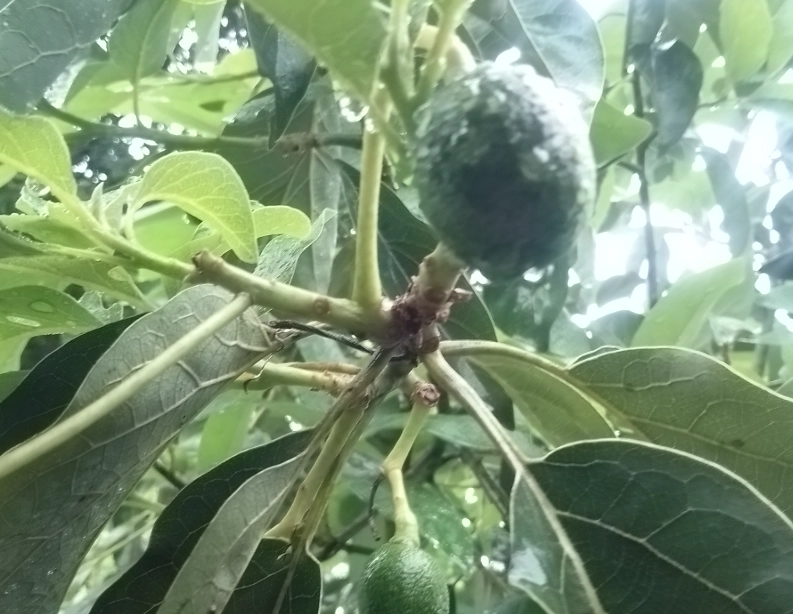 酪梨樹管理 酪梨樹管理