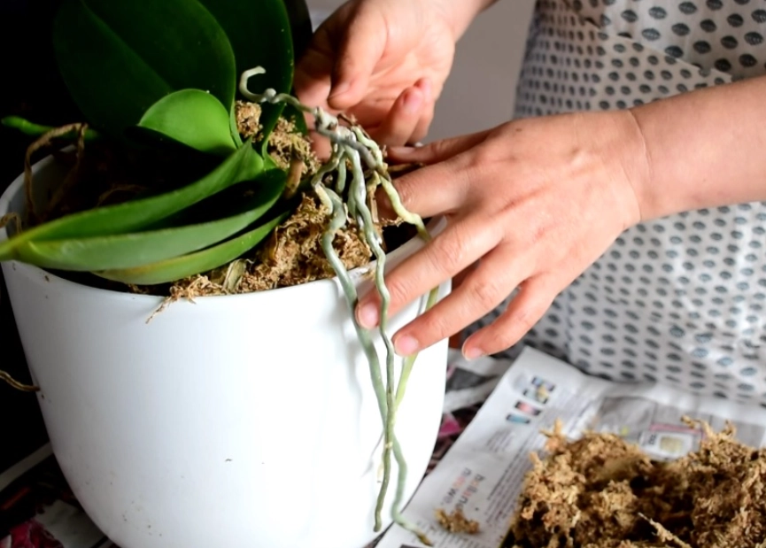 蘭花氣根處理 蘭花氣根處理