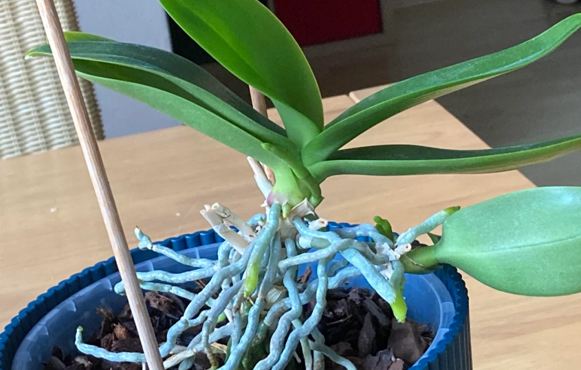 蘭花氣根外露處理 蘭花氣根外露處理