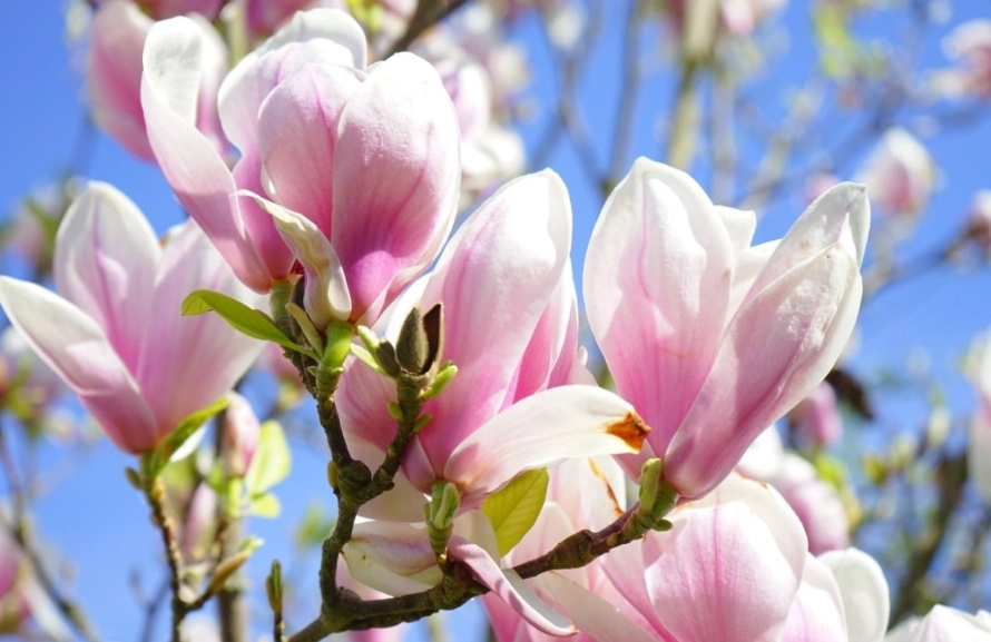 玉蘭花養護 玉蘭花養護