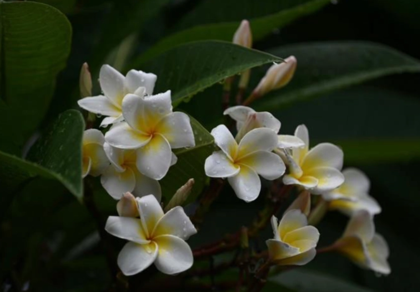 雞蛋花貓品種 雞蛋花貓品種