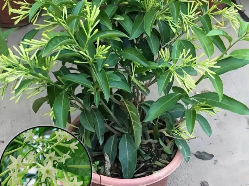 夜来香对猫的影响