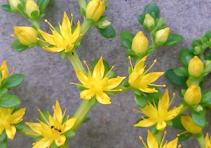 景天開花時間 景天開花時間