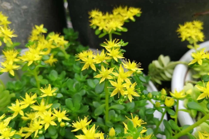 景天開花時間 景天開花時間