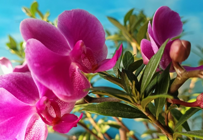 蝴蝶蘭養護方法