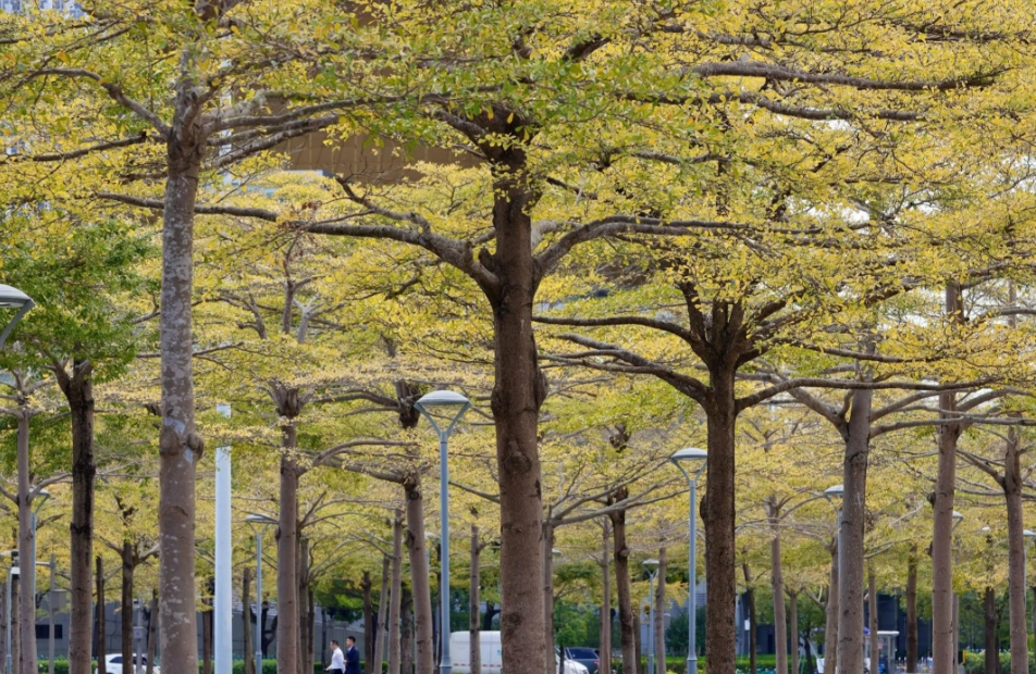 欖仁樹落葉時間