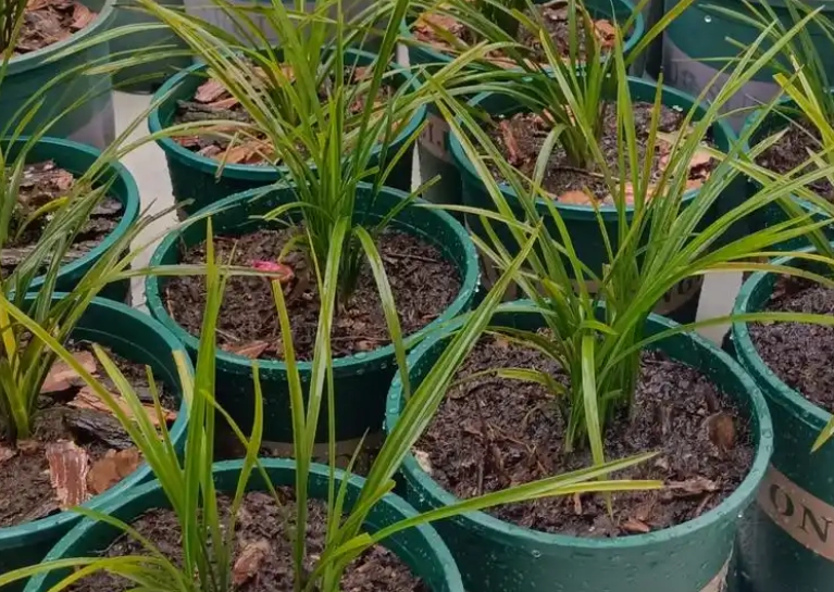 蘭花土壤配方 蘭花土壤配方