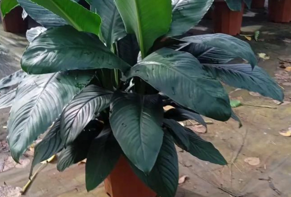 綠巨人植物病害 綠巨人植物病害