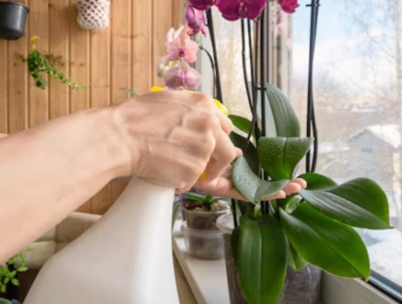 蝴蝶兰浇水频率 蝴蝶兰浇水频率