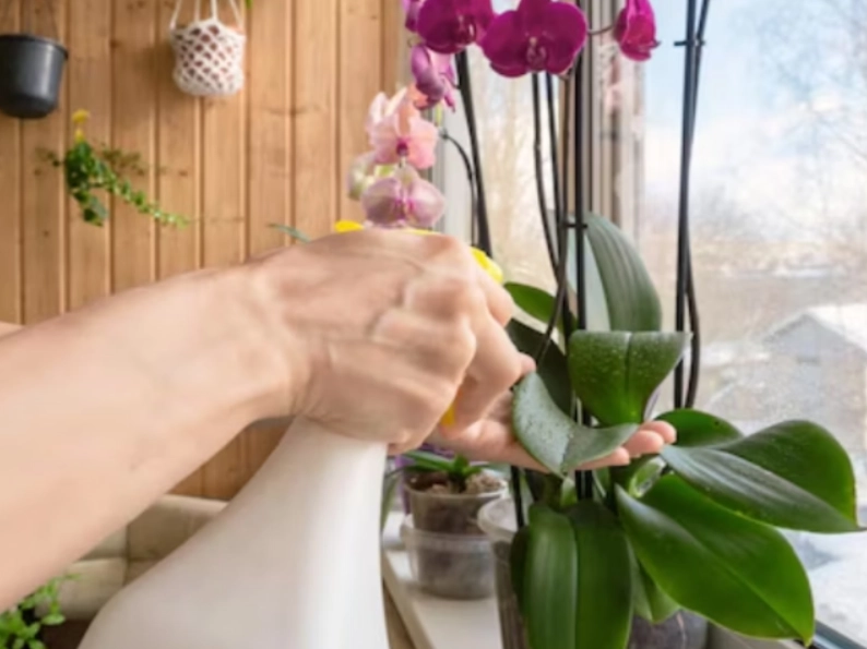 蘭花澆水注意事項