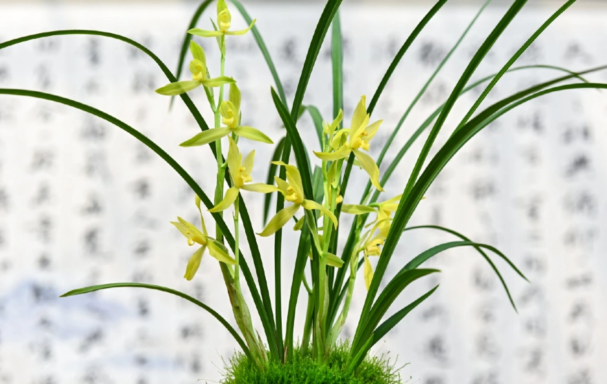 蘭花品種介紹 蘭花品種介紹