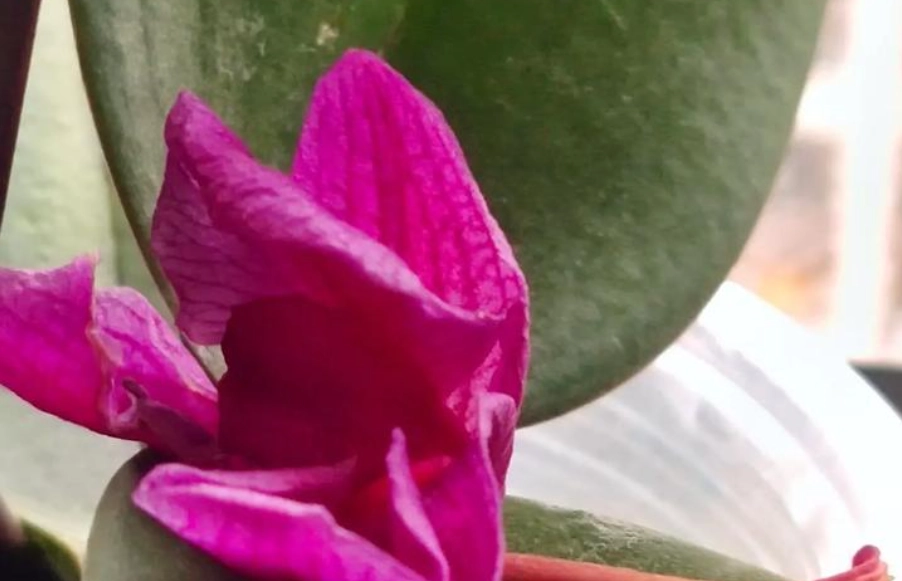 蝴蝶蘭掉花處理