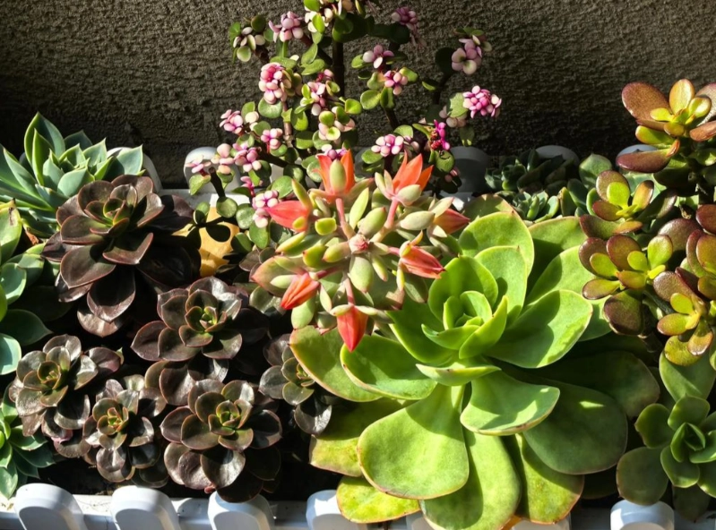 多肉植物袖珍花园