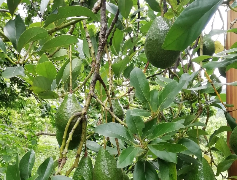 酪梨長太高修剪 酪梨長太高修剪