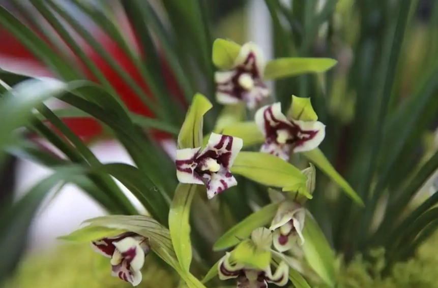 延長蘭花花期 延長蘭花花期