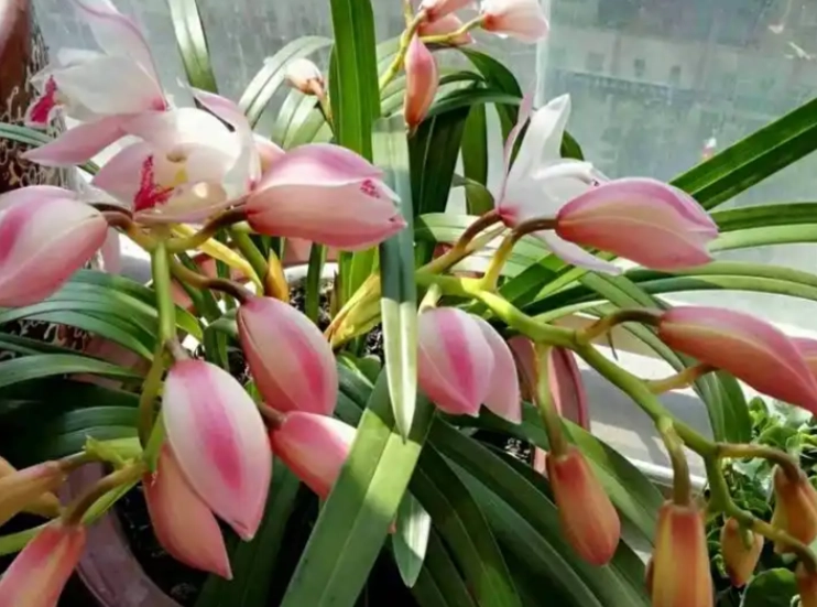 蘭花培養土 蘭花培養土