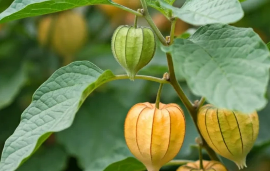 燈籠果修剪方法