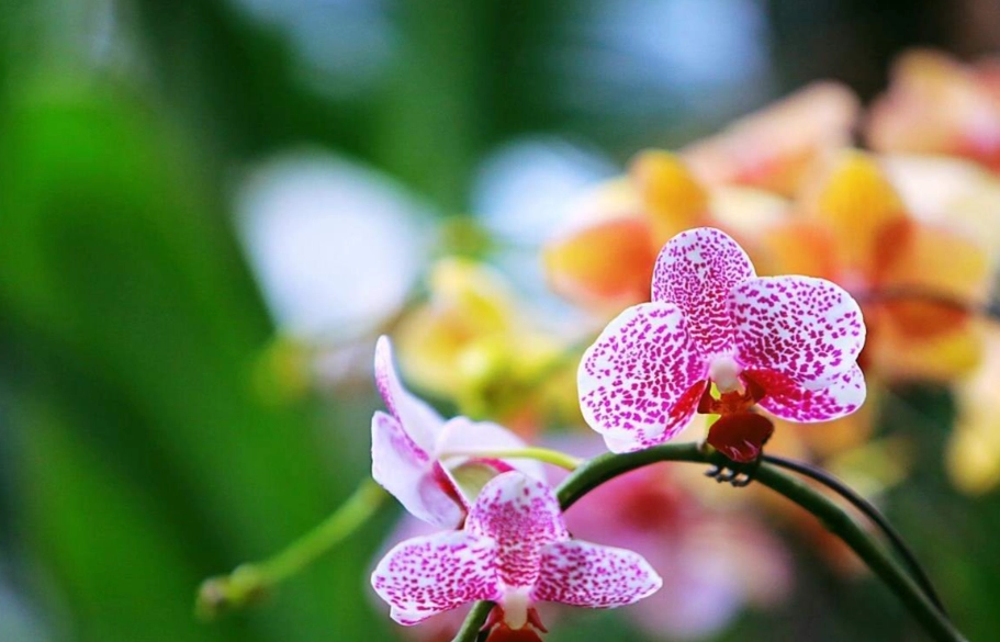 蘭花開花時間 蘭花開花時間