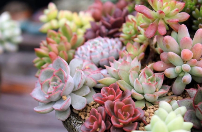 多肉植物益處 多肉植物益處