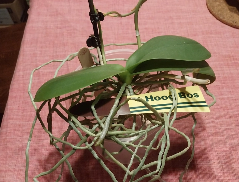 蝴蝶蘭氣根修剪