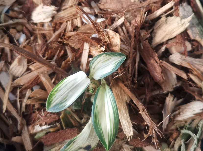 木屑種蘭花 木屑種蘭花