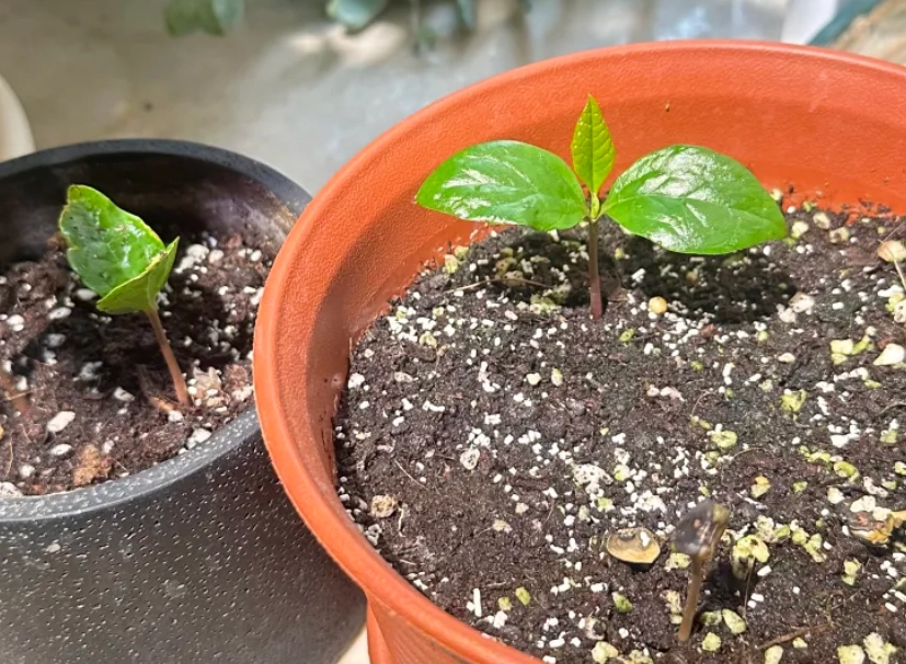 玉蘭花種子如何發芽 玉蘭花種子如何發芽