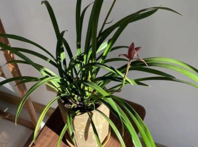 蘭花每年開花方法