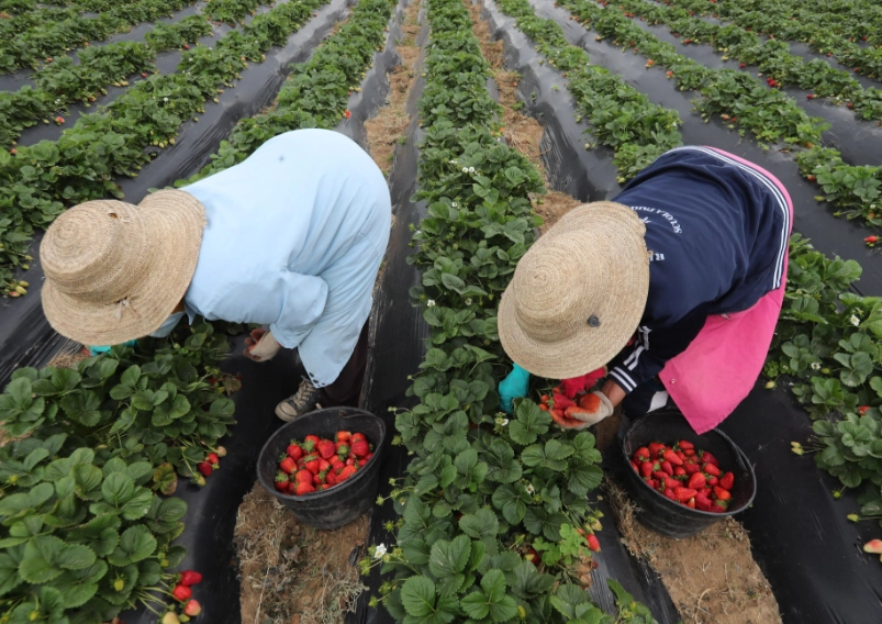 苗栗採草莓 苗栗採草莓