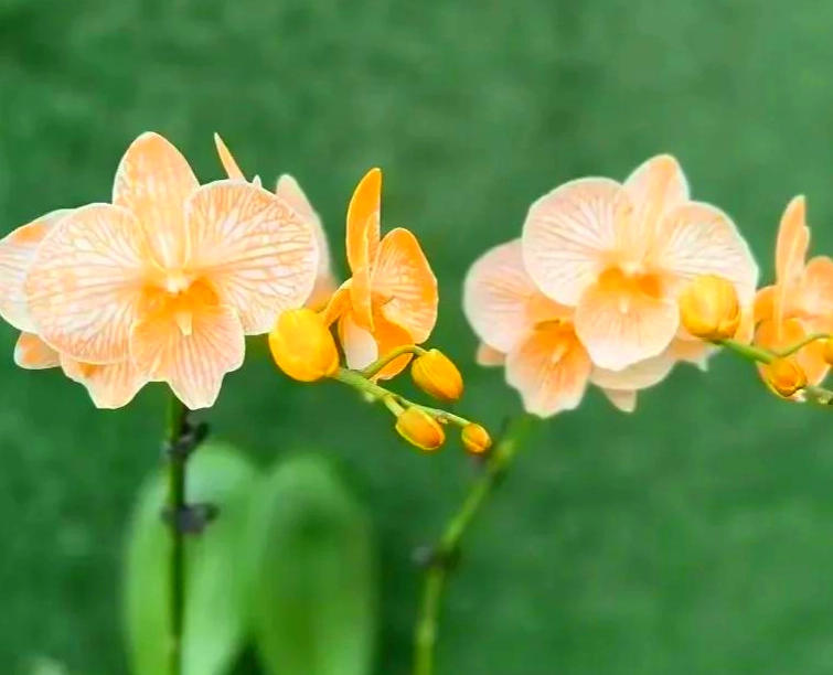 蝴蝶蘭品種介紹