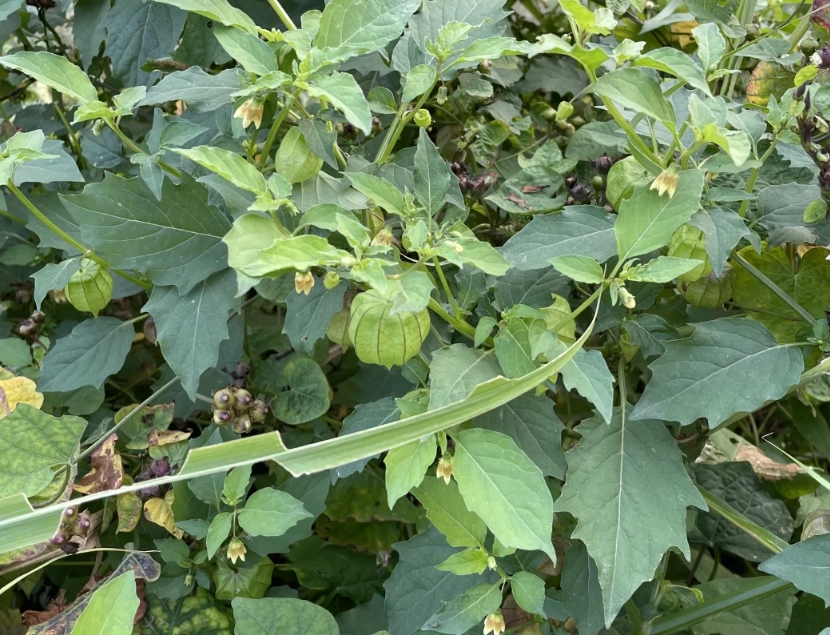 燈籠果照顧技巧