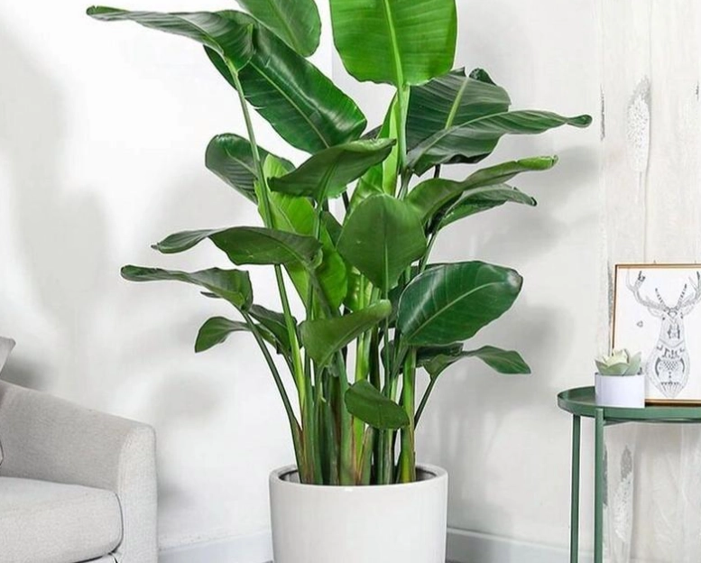 天堂鳥光照技巧 天堂鳥光照技巧