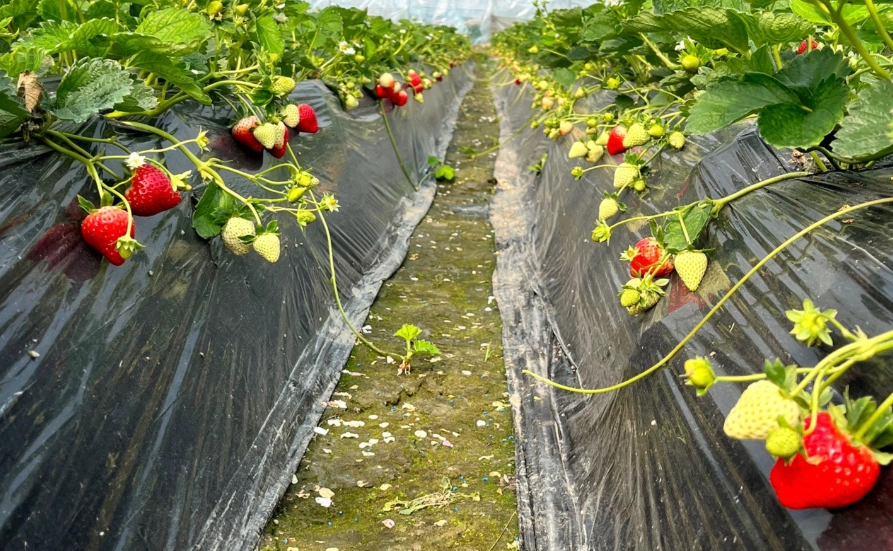 草莓農場一日遊