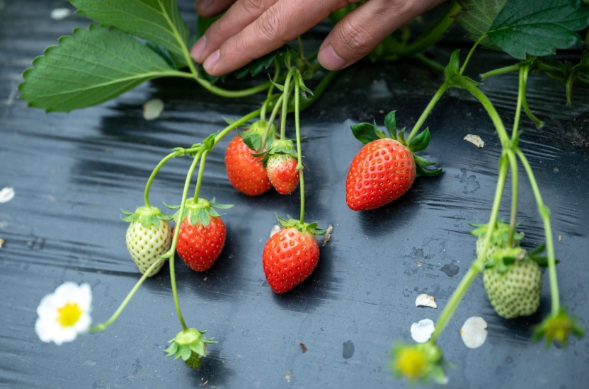 關西採草莓 關西採草莓