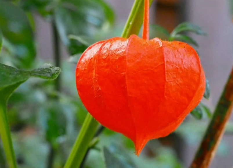 燈籠果種植修剪