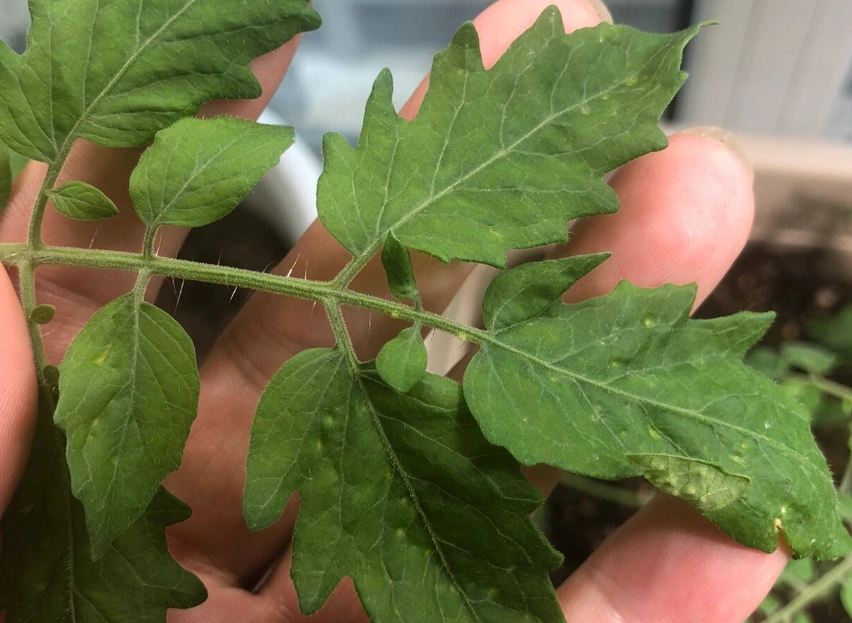 疏葉好處 疏葉好處