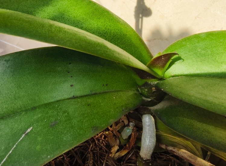 蘭花種植方法 蘭花種植方法