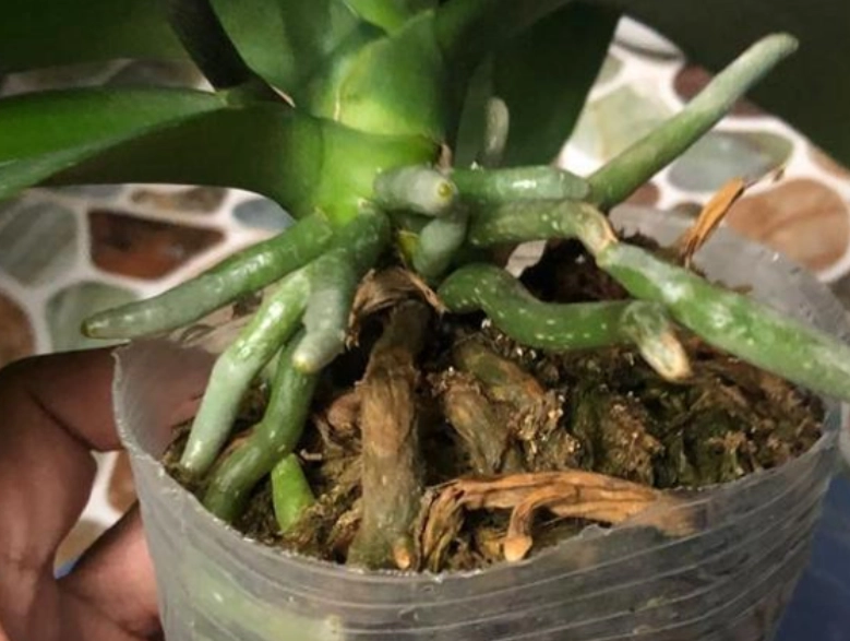 氣根繁殖方法 氣根繁殖方法