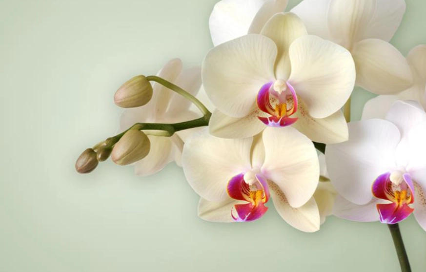 蘭花貓中毒症狀 蘭花貓中毒症狀