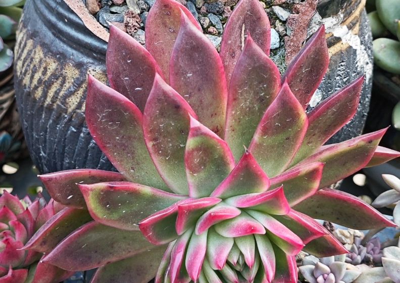 多肉植物象征意义 多肉植物象征意义